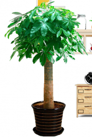 九龍坡發財樹大型室內客廳辦公室盆栽植物同城配送